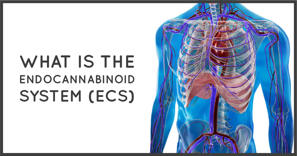 An Introduction to the Endocannabinoid System (What is it?)