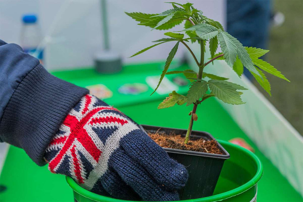 Medical Cannabis Can Be Prescribed In The UK From November 1st 2018